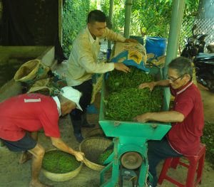 Phú Yên: Rộn ràng mùa tiêu Sơn Thành