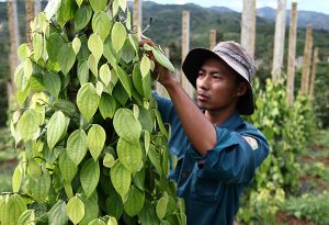 Lâm Đồng: Cảnh báo việc phá bỏ các cây trồng chủ lực để trồng tiêu