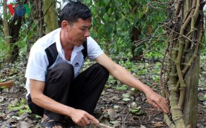 Đăk Lăk: Nông dân Ea Lai có nguy cơ trắng tay vì tiêu chết úng