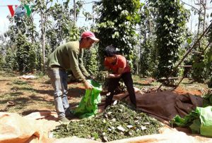 Đăk Nông: Cảnh báo hậu quả ồ ạt mở rộng diện tích hồ tiêu