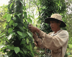 Giá cao kỷ lục, người trồng tiêu đỏ mắt tìm công hái