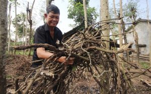 Quảng Nam: Hàng ngàn trụ tiêu chết khô, nhà vườn lâm cảnh nợ nần