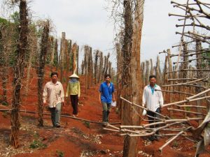 Tiêu chết hàng loạt ở Tây nguyên: 10 người trồng, 9 người ôm nợ