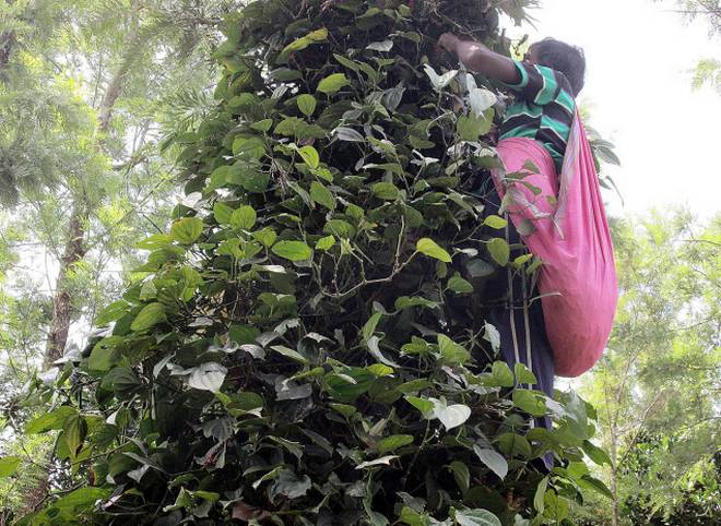 Sri Lankan pepper is overflowing