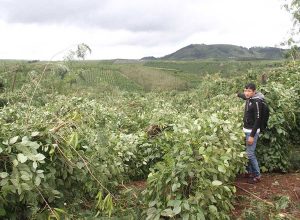 Gia Lai: Hàng chục ngàn trụ tiêu bị quật ngã