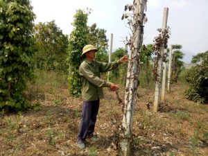 Đăk Lăk: Nông dân Ea Lai “mất ăn mất ngủ” vì hồ tiêu chết hàng loạt