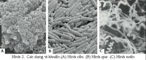 Ứng dụng xạ khuẩn Streptomyces sp trong nông nghiệp