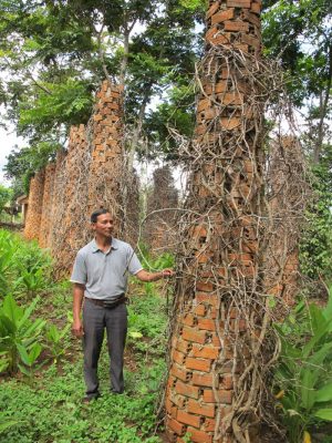 Đăk Lăk: Nông dân lo lắng vì hồ tiêu chết