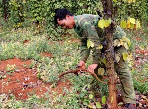 Hồ tiêu Đắk Nông vàng lá chết hàng loạt, hàng nghìn hộ nông dân điêu đứng