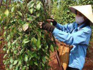 Gia Lai: Giá hồ tiêu thấp kỷ lục, dân không dám trồng mới