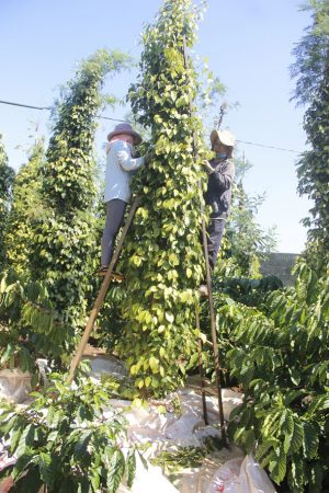 Đăk Lăk : Nỗi buồn… hồ tiêu