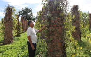 Đăk Lăk: Nông dân Ea Lai “trắng tay” vì tiêu chết đồng loạt