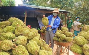 Đua nhau chặt cà phê, tiêu để trồng sầu riêng