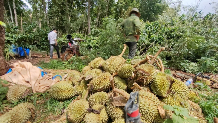 Sầu riêng sắp hái rụng trái la liệt, nông dân buồn thiu