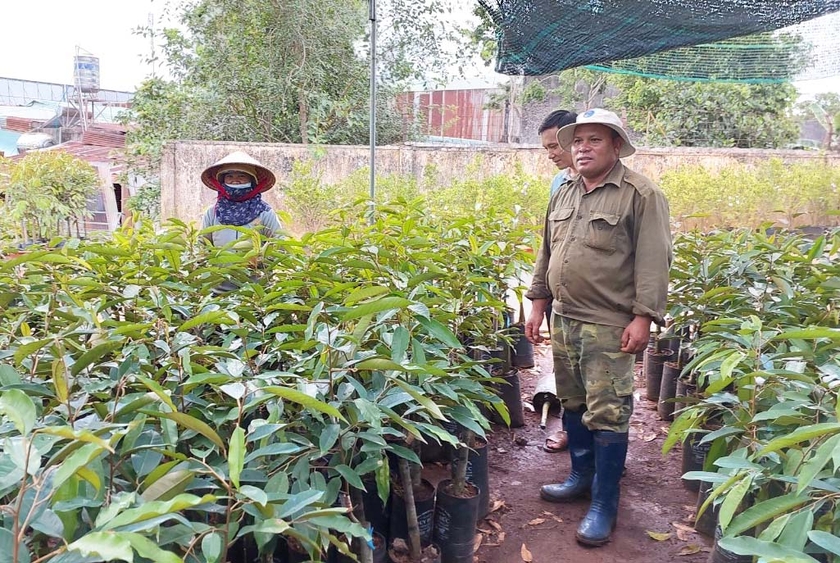 Gia Lai: “Sốt giá” cây giống sầu riêng, hồ tiêu