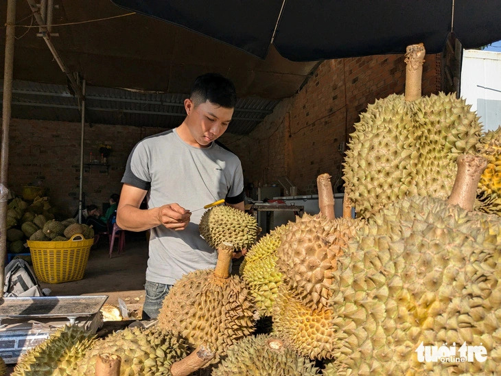 Sầu riêng sượng múi vì mưa kéo dài, giá rớt còn 20.000 – 30.000 đồng/kg