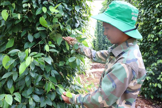 Vườn tiêu của gia đình anh Trần Văn Pháp tại xã Hòa Hưng (Xuyên Mộc, Bà Rịa - Vũng Tàu) bị giảm khoảng 50% sản lượng so với vụ năm ngoái. 