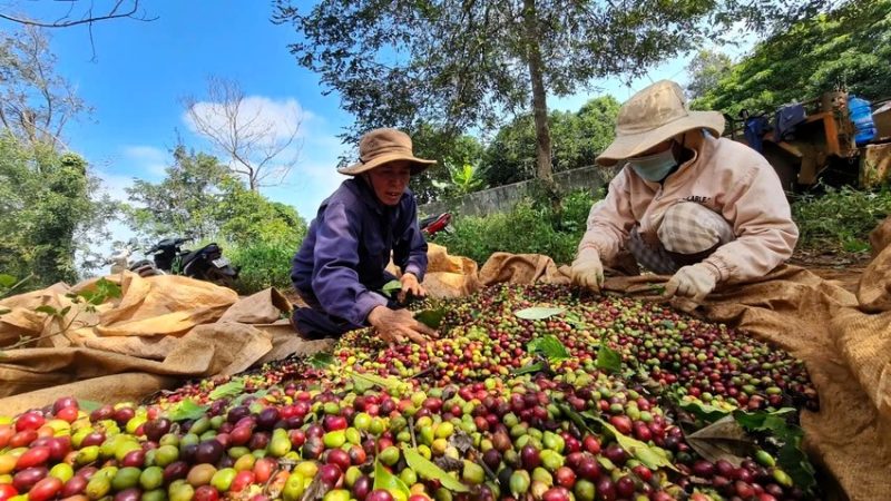 nông dân thu hoạch cà phê