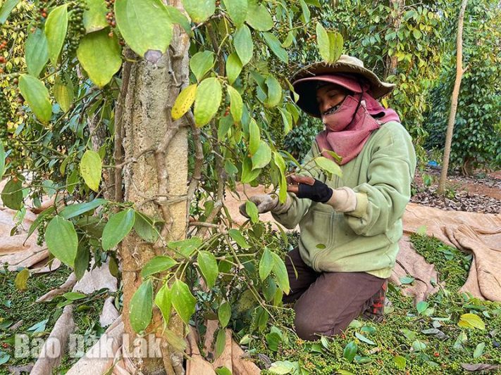 thu hoạch hồ tiêu ở đắk lắk