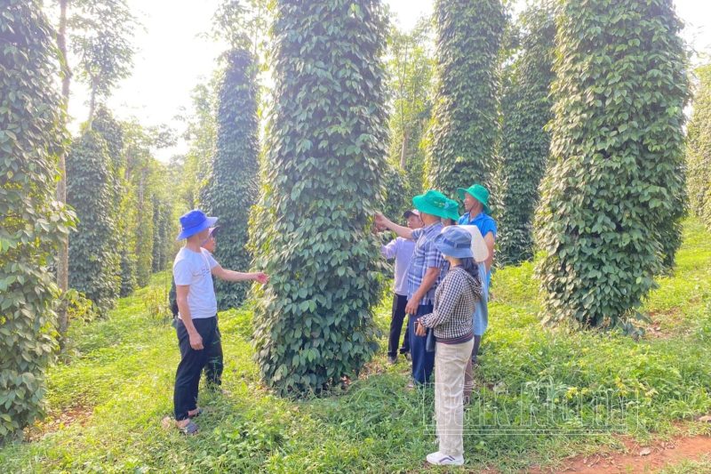 Các đại biểu đi thăm vườn hồ tiêu hữu cơ tại HTX Đoàn Kết, xã Nam Bình, huyện Đắk Song (Đắk Nông)