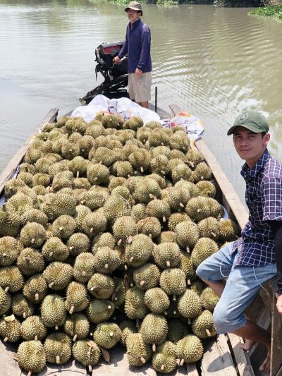 Nhà vườn huyện Cái Bè, tỉnh Tiền Giang phấn khởi vì bán trái sầu riêng giá cao