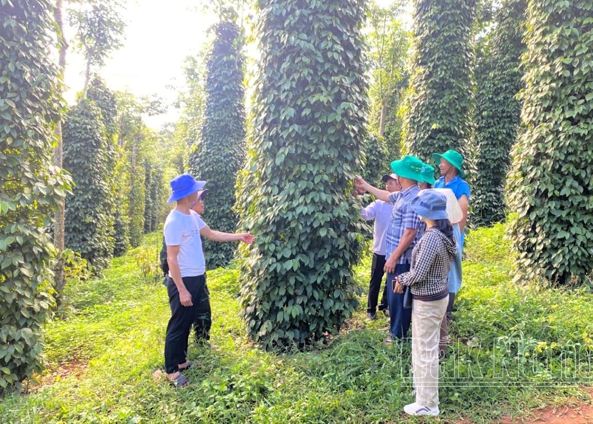 Đắk Nông bàn giải pháp trồng hồ tiêu giảm phát thải khí nhà kính