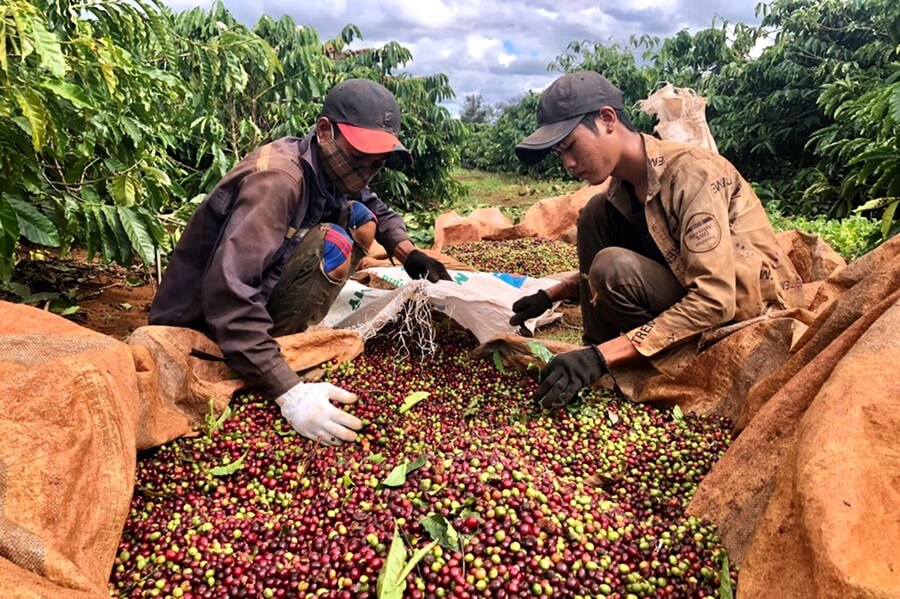 Chuyện lạ giữa mùa cao điểm thu hoạch cà phê