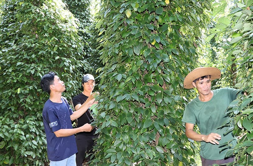 Ba Ria – Vung Tau: Organic pepper production aimed at export