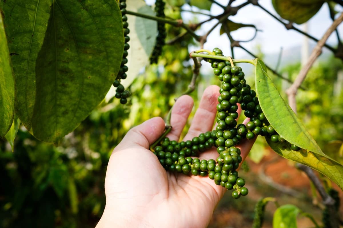 Hạt tiêu, loại gia vị có nhiều công dụng bất ngờ