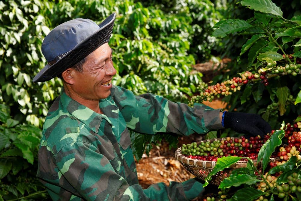 Lo thiếu nguồn cung, giá cà phê tăng nóng