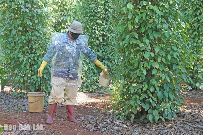 nông dân đắk lắk chăm sóc hồ tiêu (1)