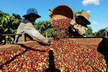 Xuất khẩu cà phê đạt mốc 6 tỉ USD chỉ sau 7 tháng đầu năm 2025